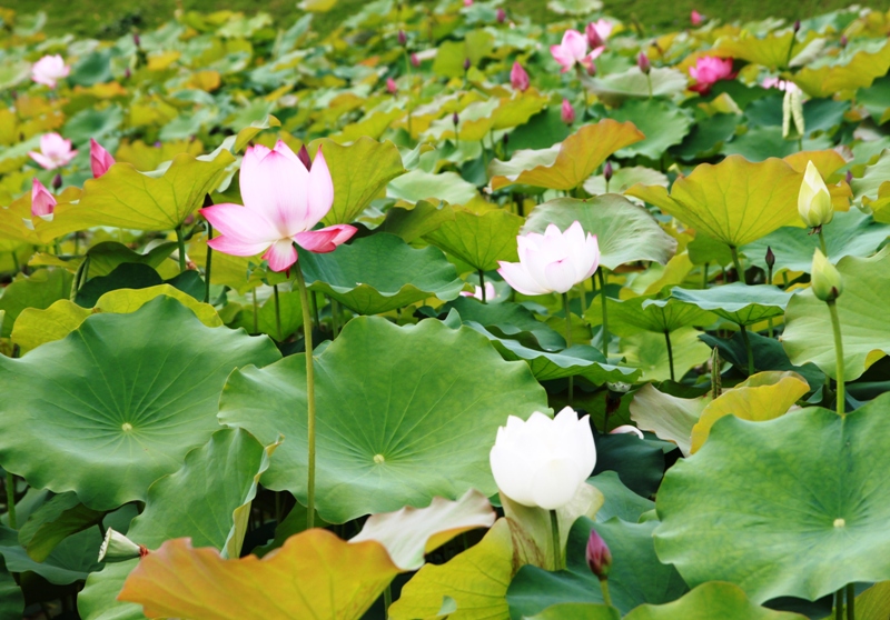 管理大楼后方的荷花池,池内的红色,白色花盛开,争奇斗艳,成为亚洲大学